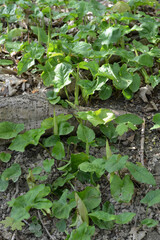 Aronstab, Gefleckter, Arum maculatum