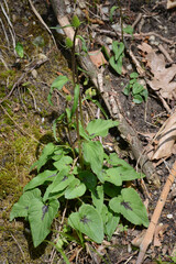  Ährige Teufelskralle,  Phyteuma spicatum