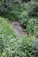 path in the forest