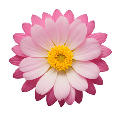 pink and white flower isolated on transparent background, extracted, png file