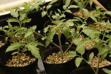トマト苗