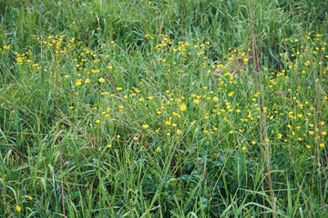 łąka  © Marcin Łazarczyk