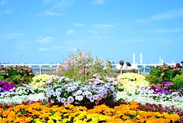 綺麗な庭で撮影した色とりどりの花達