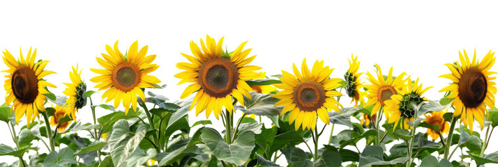 Sunflowers blooming in a row vibrant nature transparent background