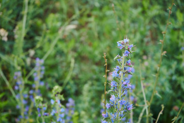 żmijowiec zwyczajny, echium vulgare l.