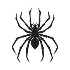 spider isolated on white background