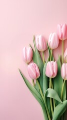 Fototapeta premium Pink tulips flower petal plant.