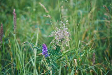 Wyka, Vicia L.