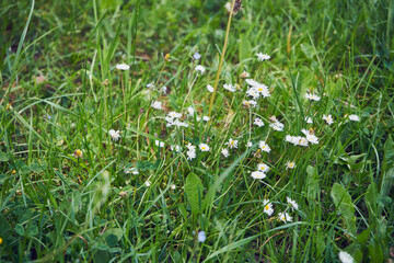 polne kwiaty  © Marcin Łazarczyk