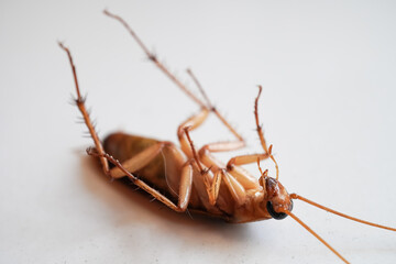 Close up photo of a dead cockroach lying upside down on a white floor. Cockroaches are disgusting and dirty insects, making them a source of disease