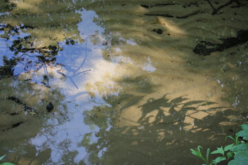 Shallow water along the lake shore.