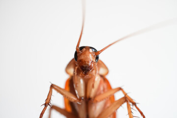 Close up photo of a dead cockroach head mandible and face with white background. Cockroaches are...