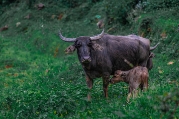 highland cow in a pasture
