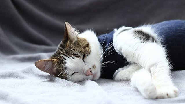 Close-up of a cat in a blanket after sterilization. Cat at home after surgery. Home care for an animal in a postoperative bandage. Cat after anesthesia. Pet after abdominal surgery. Castration