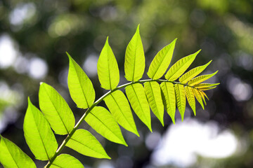 若葉　新緑