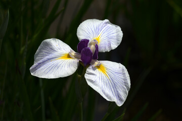 手拍子　ハナショウブ