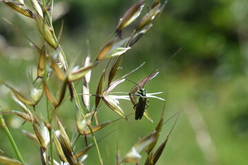 Close-up of a swollen-thighed beetle (Oedemera nobilis) sitting on the grass