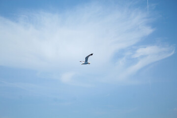 seagull flying in the sky