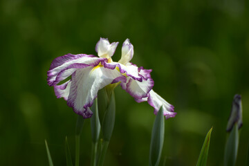 麗月　ハナショウブ