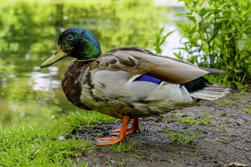 duck on the grass