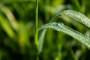 dew drops on grass