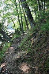 path in the forest