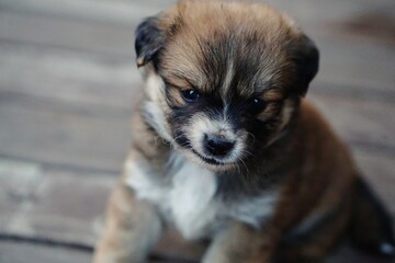 puppy dog © meiwei