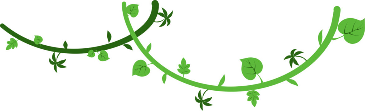 Liana vines Illustration 
