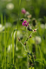 wild flowers in the forest