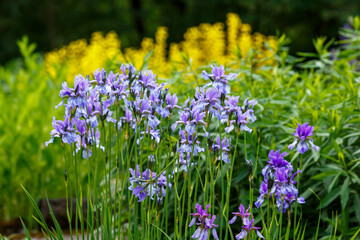  Landscape with blue irises and yellow flowers.