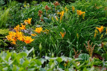 Daylily , or Krasodnev ( lat. Hemerocallis ) is a genus of plants of the daylily subfamily of the...