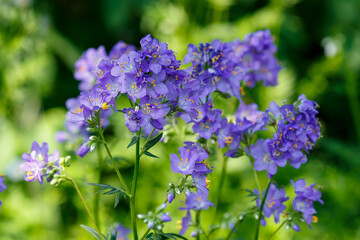 Obraz premium Blue cyanosis , or azure cyanosis ( Latin Polemonium caeruleum , obsolete version of Polemonium coeruleum )