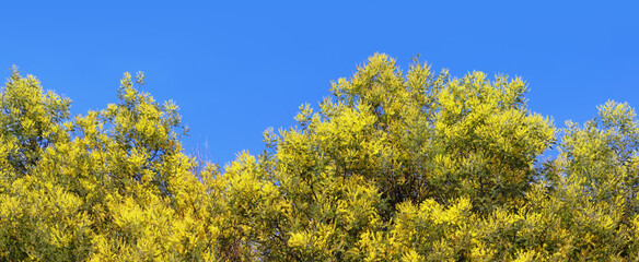 Fototapeta premium Branches of trees of Acacia dealbata with bright yellow flowers against sky on sunny spring day