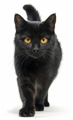 Bombay cat with yellow eyes walks across a white background
