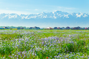 Field of blue flowers of steppe flax on a clear sunny day. In the background are snow-capped...