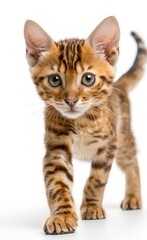 Fototapeta premium A kitten with a blue eye is walking on a white background