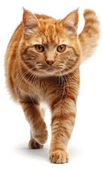 A cat with orange fur walks across a white background