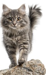 A cat with a long tail is standing on a rock