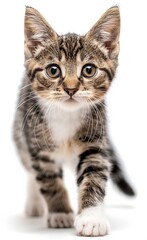 Naklejka premium Pixie-bob cat with long fur walks on a white background