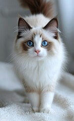 Ragdoll cat cat with blue eyes stands on a white blanket