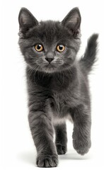 Russian Blue cat is walking on a white background