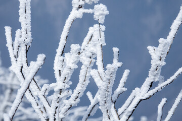 View of the hoarfrost on the twigs on the winter mountain