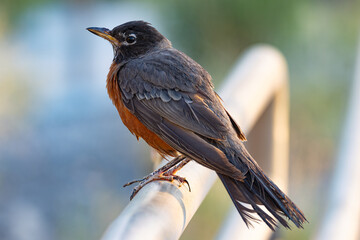 American Robin perched