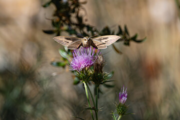 Sphinx Moth flying and eating nectar