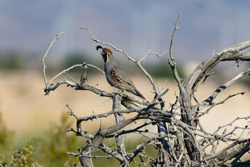 Gambel's Quail perched