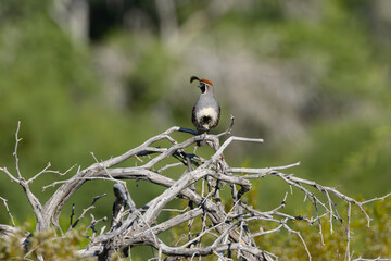 Gambel's Quail sitting on branches