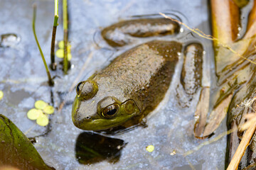 Frog in Volo Bog Illinois