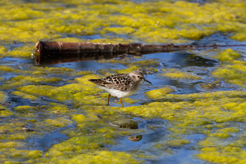Least Sandpiper in algae on pond in Nevada