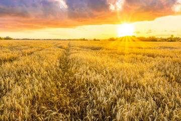beautiful summer sunset in a wheaten shiny field with golden wheat and sun rays, deep blue cloudy...