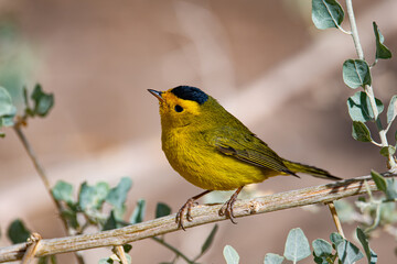 Obraz premium Wilson's Warbler